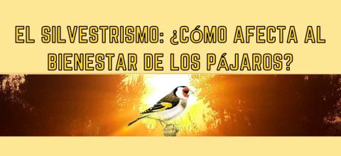 Charla on-line “El silvestrismo: ¿cómo afecta al bienestar de los pájaros?”